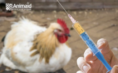 Khi nào cần sử dụng kháng sinh trong chăn nuôi?